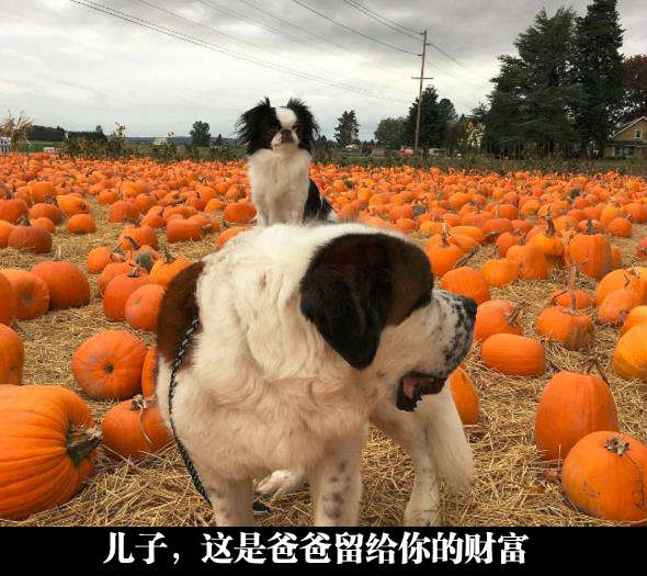 当我的时代结束的时候，而你，将加冕为王动物gif搞笑图片