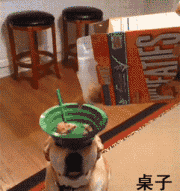 你的表现我给满分动物gif搞笑图片