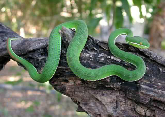 世界名蛇，太全了，速来见识见识吧！动物gif搞笑图片