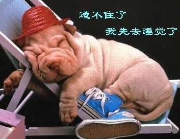 我先去睡觉了动物gif搞笑图片