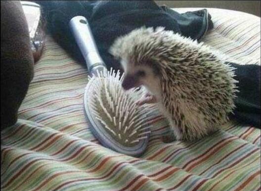 妈妈动物gif搞笑图片