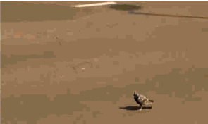 鸟儿告诉你什么叫淡定动物gif搞笑图片