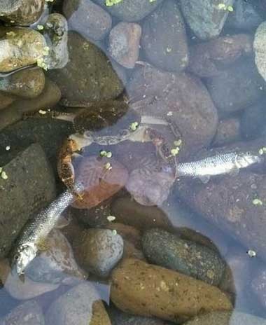 这事脚踩两只船的节奏啊！动物gif搞笑图片