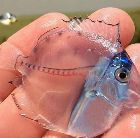 一条透明的鱼动物gif搞笑图片