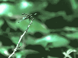 青蛙抓蜻蜓失败动物gif搞笑图片