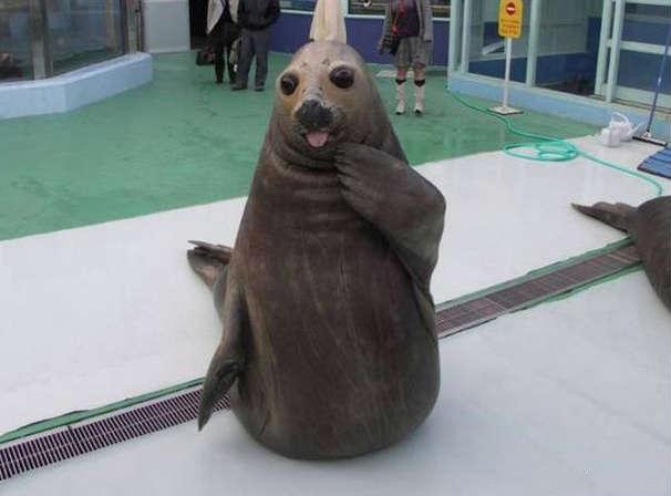 现在这社会，不会卖萌的话，都没饭吃动物gif搞笑图片