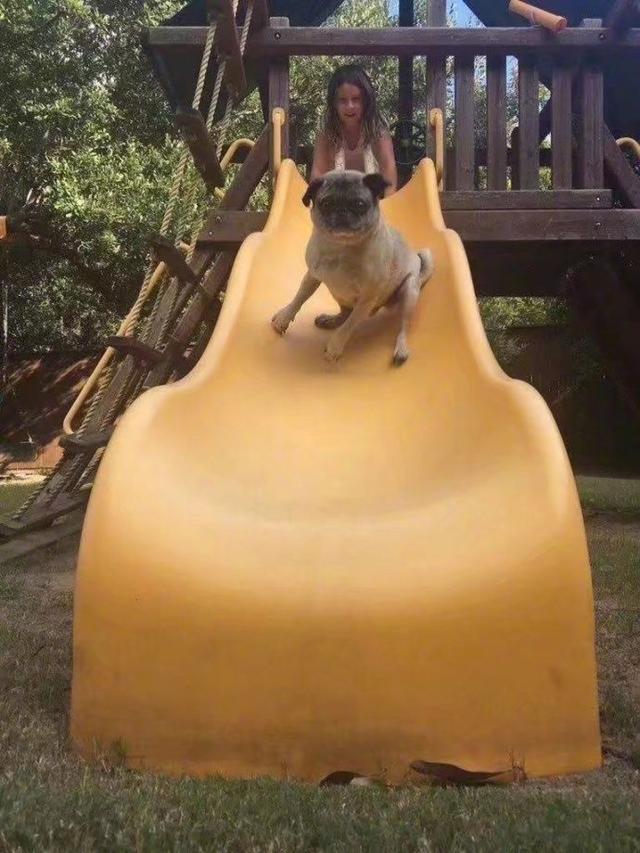 狗子的糗事动物gif搞笑图片