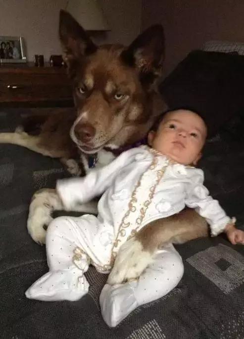 谁也不许动我家公子动物gif搞笑图片