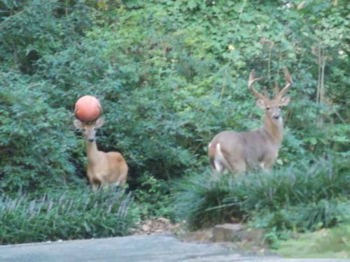 教练，我想打篮球动物gif搞笑图片