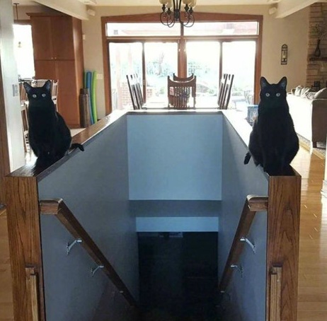 通往异世界滴入口动物gif搞笑图片