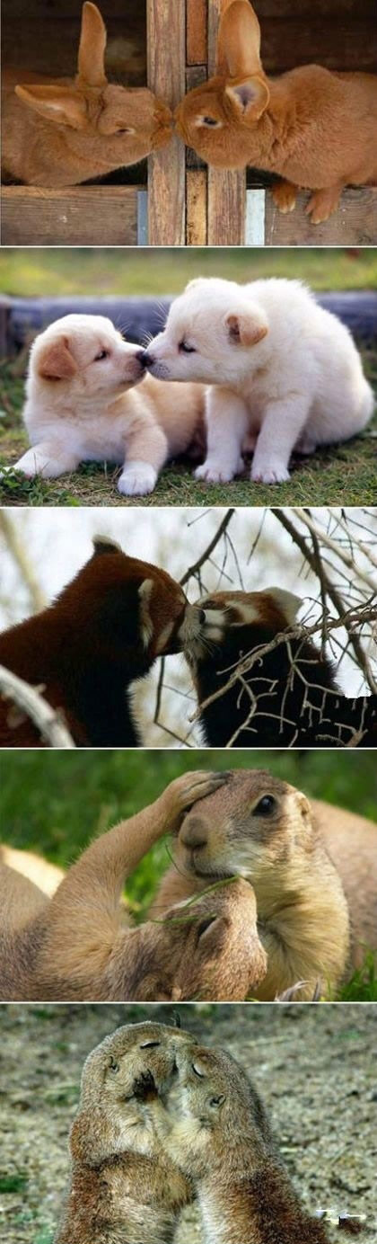 萌死你的动物亲亲图片动物gif搞笑图片