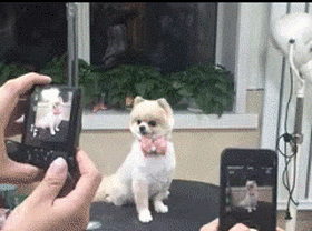 这是哪家的小妖精？一股网红范~动物gif搞笑图片