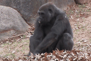 好端端的咋就滚起来了？动物gif搞笑图片