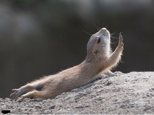 尔康，别丢下我你一个人走动物gif搞笑图片