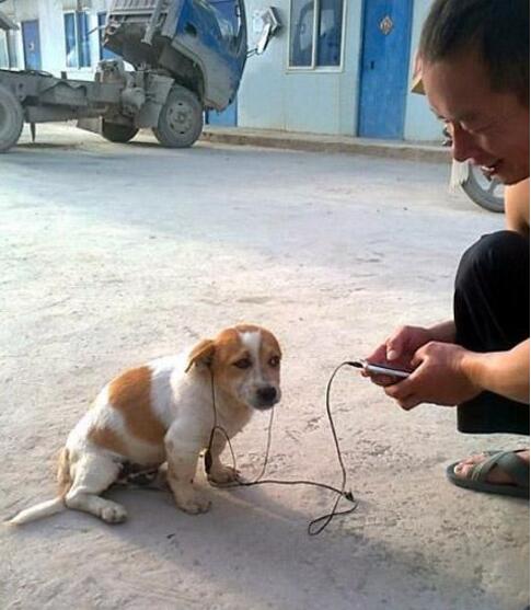 狗狗，好听吗？动物gif搞笑图片