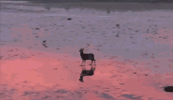 想起夕阳下那奔跑，那是我逝去的青春动物gif搞笑图片