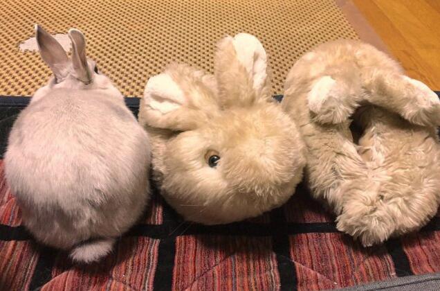 差一点脚就踹出去了动物gif搞笑图片