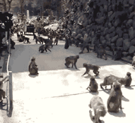 开饭啦，大家快来吃饭动物gif搞笑图片