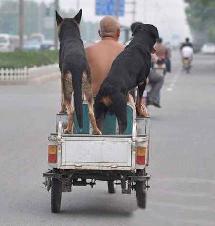 押运车。。。左右护法动物gif搞笑图片