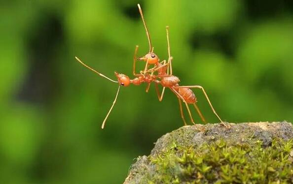这姿势好累动物gif搞笑图片