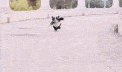 从未见过如此跳脱的熊猫……动物gif搞笑图片