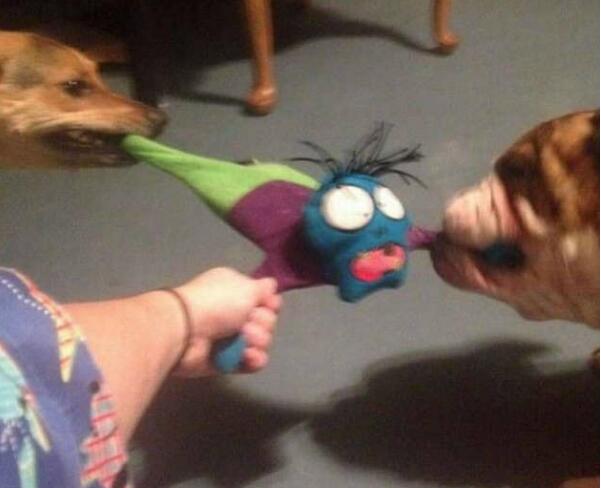 放开我动物gif搞笑图片