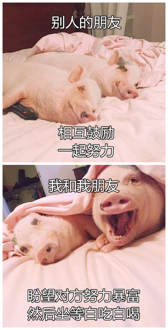 别人的朋友，我和我朋友动物gif搞笑图片