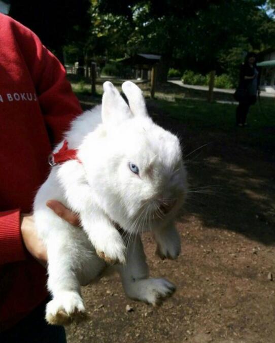 哈士兔？动物gif搞笑图片