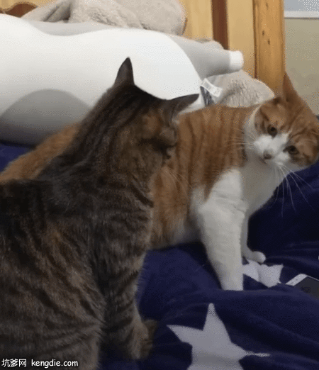 美国卷耳猫咪打架的姿势gif动态图片动物gif搞笑图片