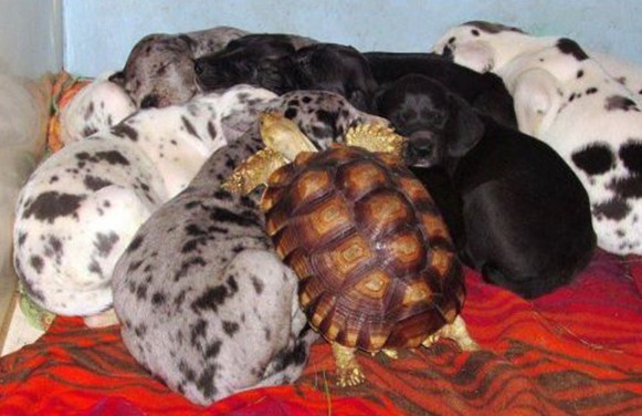 凑热闹的来啦动物gif搞笑图片