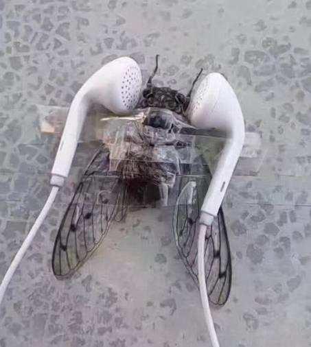 一到中午就叫个没完，来来来，你也尝尝被吵的睡不着觉的滋味动物gif搞笑图片