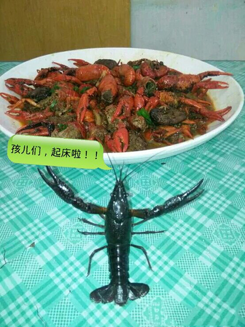 别睡啦，孩儿们快起床吧动物gif搞笑图片