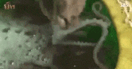 血的教训：并不是所有的鱼都能吃动物gif搞笑图片