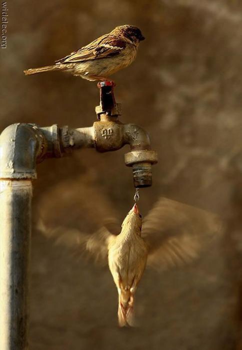 喝点水也不是那么容易滴动物gif搞笑图片