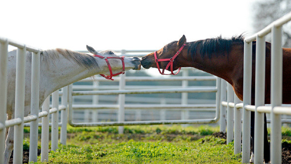 不管在什么情况下都阻挡不了那么些真爱动物gif搞笑图片