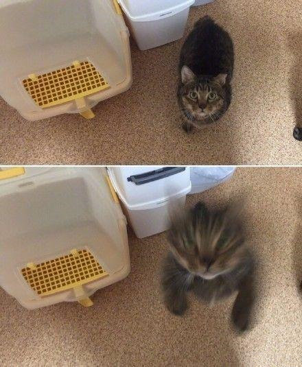 瞬间高能的喵星人动物gif搞笑图片