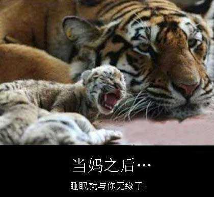 当妈之后。。。睡眠就与你无缘了动物gif搞笑图片