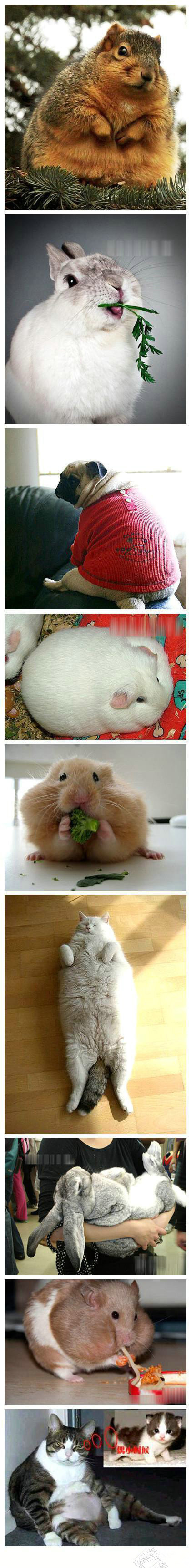 动物到了中年之后也会发福的动物gif搞笑图片