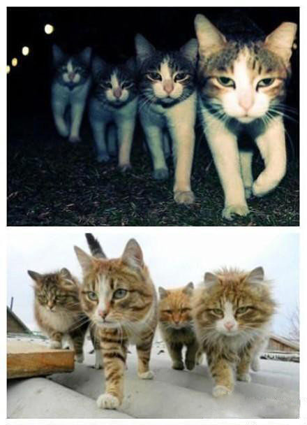 出来混，最重要的是气场要强大，朋友要多！动物gif搞笑图片