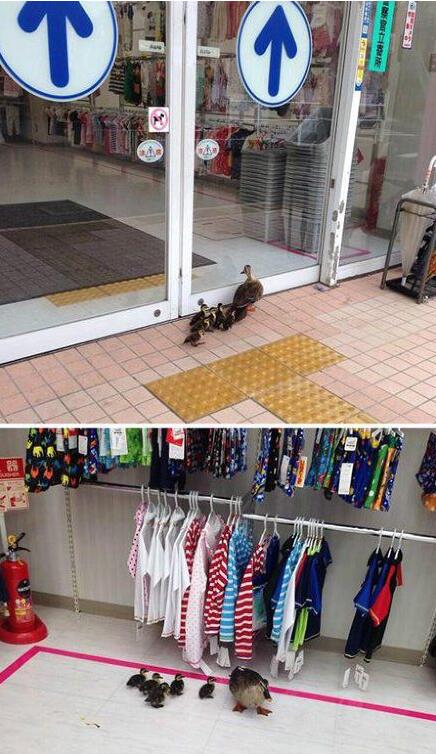 带孩子们去逛街，你们想买啥？动物gif搞笑图片