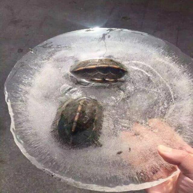 急问，乌龟这样了还能救活吗？动物gif搞笑图片