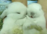 超级可爱的小兔子动物gif搞笑图片