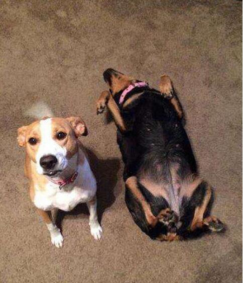 我下的指令是“坐”，右边内个听成“做”了？动物gif搞笑图片