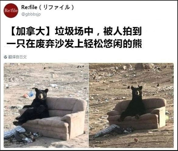 这二郎腿的动作是认真的嘛动物gif搞笑图片