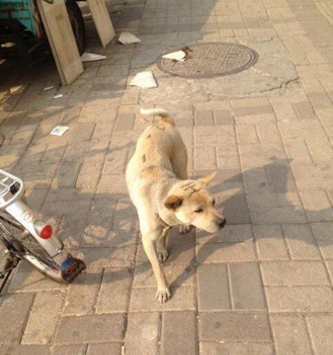 你这么屌老虎知道么？动物gif搞笑图片