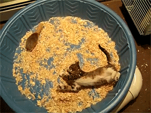 猫：这是什么鬼。老鼠：你看不见我看不见我动物gif搞笑图片