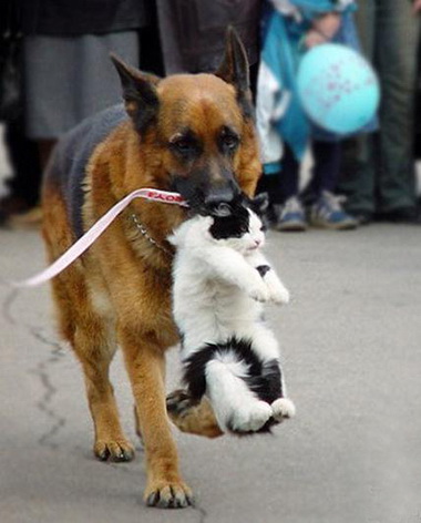 你妹，放老子下来~！动物gif搞笑图片