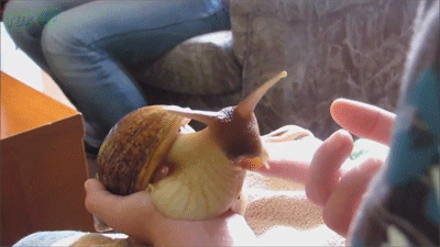 羞涩了动物gif搞笑图片