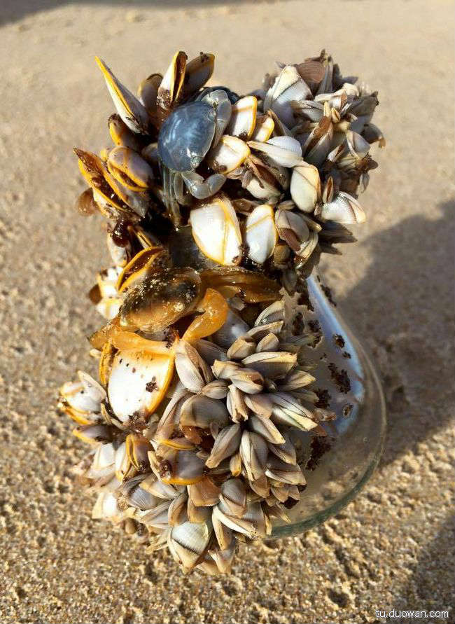 寄居蟹界的铁王座动物gif搞笑图片