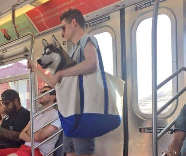 仿佛有人在偷拍帅气的我动物gif搞笑图片